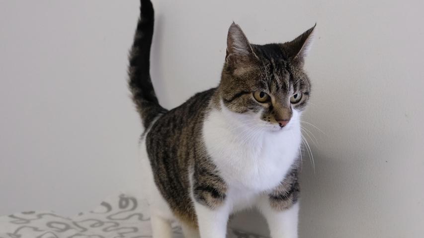 Die getigert-weiße Katze „Irmi“ befindet sich schon seit einigen Monaten im Tierheim. Auch sie war ein Fundtier. „Irmi“ lief bei einer älteren Dame zu und nachdem sie sehr dünn war, wurde sie dort auch über Monate hinweg gefüttert. Irmi hielt sich dort mehr und mehr im Garten auf, aber als es langsam kalt wurde, wurde Irmi doch ins Tierheim gebracht. Nachdem „Irmi“ schon etwa zehn Jahre alt war, wurden nicht nur die notwendigen Impfungen gemacht, sondern auch eine Blutuntersuchung. Dabei stellte sich heraus, dass die nette, zutrauliche und anhängliche Kätzin unter einer Schilddrüsen-Überfunktion leidet, wie das bei älteren Katzen oft der Fall ist. Die zierliche Kätzin nimmt ihre Schilddrüsen-Medikamente problemlos und nun hofft die liebe „Irmi“ auf ein schönes, ruhiges und gemütliches Zuhause bei netten Menschen, wo sie die alleinige Prinzessin sein darf, denn auf andere Katzen würde „Irmi“ gerne verzichten. Ein verkehrsberuhigt gelegenes Häuschen mit Garten wäre ihr Wunsch und es wäre ihr auch sehr recht, wenn ihre Menschen nicht den ganzen Tag außer Haus wären. Um die Ausbreitung der Pandemie nicht zu fördern und um unsere Mitarbeiter und Besucher zu schützen, wurde das Tierheim Neumarkt komplett für Besucher, Gassigeher und Katzenstreichler geschlossen. Um den Tieren jedoch nicht die Chance auf ein neues Zuhause zu verbauen, finden Tiervermittlung und Beratung dennoch telefonisch beziehungsweise nach vorheriger Terminvereinbarung zwischen 14.30 und 17 Uhr unter Telefon (0 91 81) 2 28 62 statt. In Notfällen und im Falle von Fundtieren ist das Tierheim ebenfalls unter dieser Telefonnummer erreichbar. Hier geht es zur Internet-Seite des Tierheims
Die getigert-weiße Katze „Irmi“ befindet sich schon seit einigen Monaten im Tierheim. Auch sie war ein Fundtier. „Irmi“ lief bei einer älteren Dame zu und nachdem sie sehr dünn war, wurde sie dort auch über Monate hinweg gefüttert. Irmi hielt sich dort mehr und mehr im Garten auf, aber als es langsam kalt wurde, wurde Irmi doch ins Tierheim gebracht. Nachdem „Irmi“ schon etwa zehn Jahre alt war, wurden nicht nur die notwendigen Impfungen gemacht, sondern auch eine Blutuntersuchung. Dabei stellte sich heraus, dass die nette, zutrauliche und anhängliche Kätzin unter einer Schilddrüsen-Überfunktion leidet, wie das bei älteren Katzen oft der Fall ist. Die zierliche Kätzin nimmt ihre Schilddrüsen-Medikamente problemlos und nun hofft die liebe „Irmi“ auf ein schönes, ruhiges und gemütliches Zuhause bei netten Menschen, wo sie die alleinige Prinzessin sein darf, denn auf andere Katzen würde „Irmi“ gerne verzichten. Ein verkehrsberuhigt gelegenes Häuschen mit Garten wäre ihr Wunsch und es wäre ihr auch sehr recht, wenn ihre Menschen nicht den ganzen Tag außer Haus wären. Um die Ausbreitung der Pandemie nicht zu fördern und um unsere Mitarbeiter und Besucher zu schützen, wurde das Tierheim Neumarkt komplett für Besucher, Gassigeher und Katzenstreichler geschlossen. Um den Tieren jedoch nicht die Chance auf ein neues Zuhause zu verbauen, finden Tiervermittlung und Beratung dennoch telefonisch beziehungsweise nach vorheriger Terminvereinbarung zwischen 14.30 und 17 Uhr unter Telefon (0 91 81) 2 28 62 statt. In Notfällen und im Falle von Fundtieren ist das Tierheim ebenfalls unter dieser Telefonnummer erreichbar. Hier geht es zur Internet-Seite des Tierheims