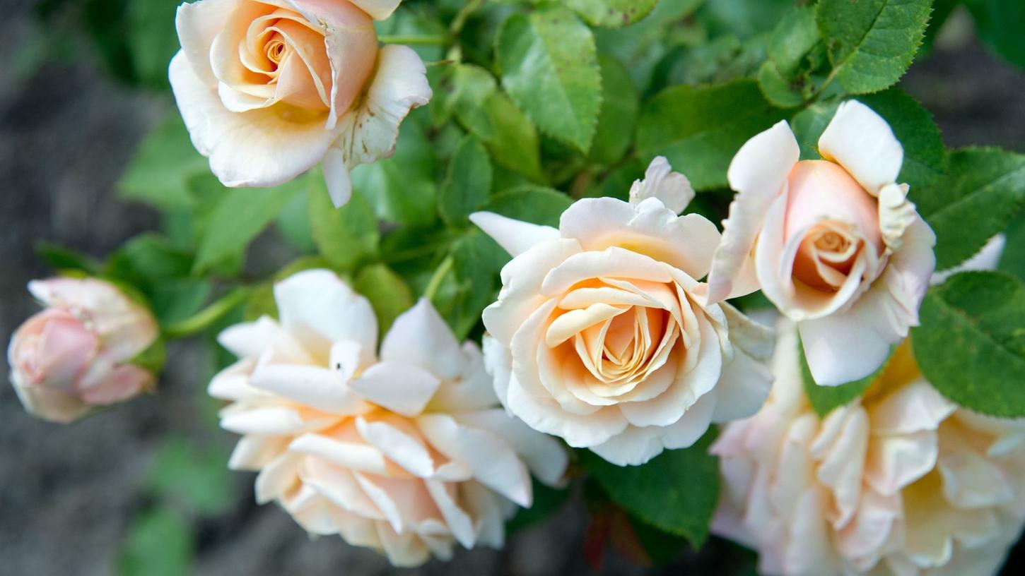 Um Rosen zu schneiden, werden Gartenhandschuhe, eine Rosenschere und eine starke Astschere benötigt.
