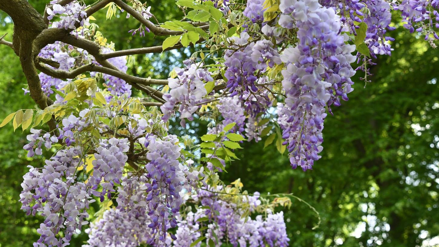 Schönere Blüten: So sollten Sie Ihren Blauregen jetzt zurückschneiden