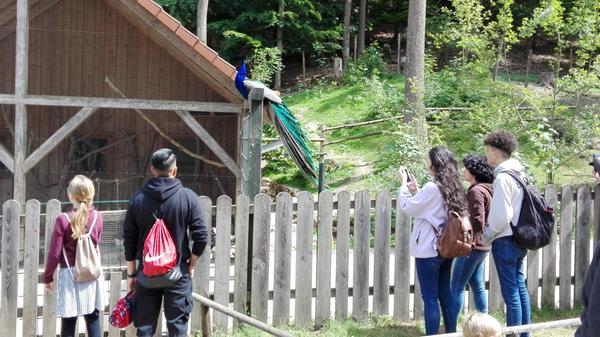 Ja, zum Teil läuft man im Wildpark Hundshaupten auch durch den Wald, der Park hat aber - das richtige Wetter vorausgesetzt - auch viele sonnige Flecken zu bieten. Von Hühnern über Ziegen bis hin zu Schweinen, Pfauen und Rehen kann man hier alle möglichen Tiere beobachten. Abgesehen davon lässt sich auf den Wegen des Parks viel entdecken und einige Felsen eignen sich auch zum Herumklettern. Hier sollte man aber etwas mehr Zeit einplanen, mindestens vier Stunden braucht man schon, um den Wildpark entspannt genießen zu können. Die Anfahrt mit dem Auto dauert von Nürnberg aus etwa 50 Minuten, mit den Öffentlichen braucht man eineinhalb Stunden.