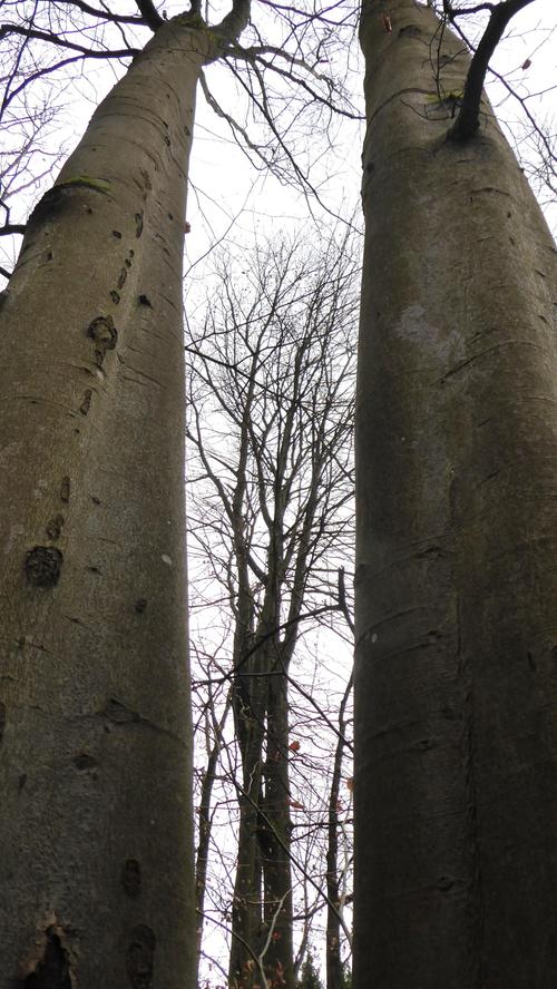 Beeindruckend: Zwei mächtige Bäume im Wald bei Kirchehrenbach.