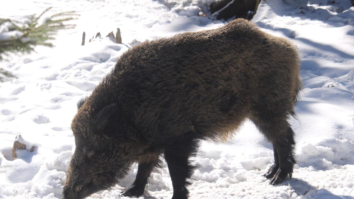 Posse um fränkische Wildsau 