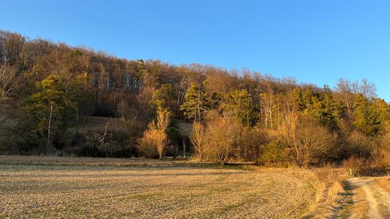 17 Hektar Wald in Schambach sollen ein Naturwaldreservat werden