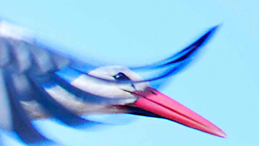 Im Flug festgehalten: Ein Storch zieht seine Bahnen über Katzwang.
