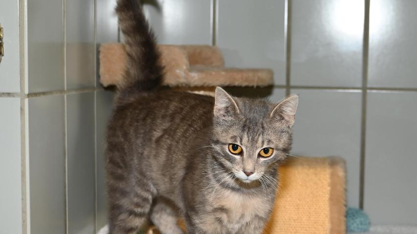 Der wunderschön grau getigerte Kater, der schon im Dezember 2021 in Parsberg-Rudolfshöhe zulief, ist etwa sieben Monate alt. Eigentlich wollte man den hübschen Kater dort behalten, doch nun sieht ihn der dort bereits wohnende Kater offenbar als Konkurrenz und die Herrschaften bekämpfen sich mehr und mehr. Also wurde der Neuzugang schließlich doch ins Tierheim gebracht. Wo wird seit Dezember 2021 so ein Kater vermisst? Um die Ausbreitung der Pandemie nicht zu fördern und um unsere Mitarbeiter und Besucher zu schützen, wurde das Tierheim Neumarkt komplett für Besucher, Gassigeher und Katzenstreichler geschlossen. Um den Tieren jedoch nicht die Chance auf ein neues Zuhause zu verbauen, finden Tiervermittlung und Beratung dennoch telefonisch beziehungsweise nach vorheriger Terminvereinbarung zwischen 14.30 und 17 Uhr unter Telefon (0 91 81) 2 28 62 statt. In Notfällen und im Falle von Fundtieren ist das Tierheim ebenfalls unter dieser Telefonnummer erreichbar. Hier geht es zur Internet-Seite des Tierheims
Der wunderschön grau getigerte Kater, der schon im Dezember 2021 in Parsberg-Rudolfshöhe zulief, ist etwa sieben Monate alt. Eigentlich wollte man den hübschen Kater dort behalten, doch nun sieht ihn der dort bereits wohnende Kater offenbar als Konkurrenz und die Herrschaften bekämpfen sich mehr und mehr. Also wurde der Neuzugang schließlich doch ins Tierheim gebracht. Wo wird seit Dezember 2021 so ein Kater vermisst? Um die Ausbreitung der Pandemie nicht zu fördern und um unsere Mitarbeiter und Besucher zu schützen, wurde das Tierheim Neumarkt komplett für Besucher, Gassigeher und Katzenstreichler geschlossen. Um den Tieren jedoch nicht die Chance auf ein neues Zuhause zu verbauen, finden Tiervermittlung und Beratung dennoch telefonisch beziehungsweise nach vorheriger Terminvereinbarung zwischen 14.30 und 17 Uhr unter Telefon (0 91 81) 2 28 62 statt. In Notfällen und im Falle von Fundtieren ist das Tierheim ebenfalls unter dieser Telefonnummer erreichbar. Hier geht es zur Internet-Seite des Tierheims