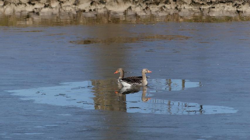 Gans herzlich - das Loch im Eis scheint wie gemacht für verliebte Wasservögel.
