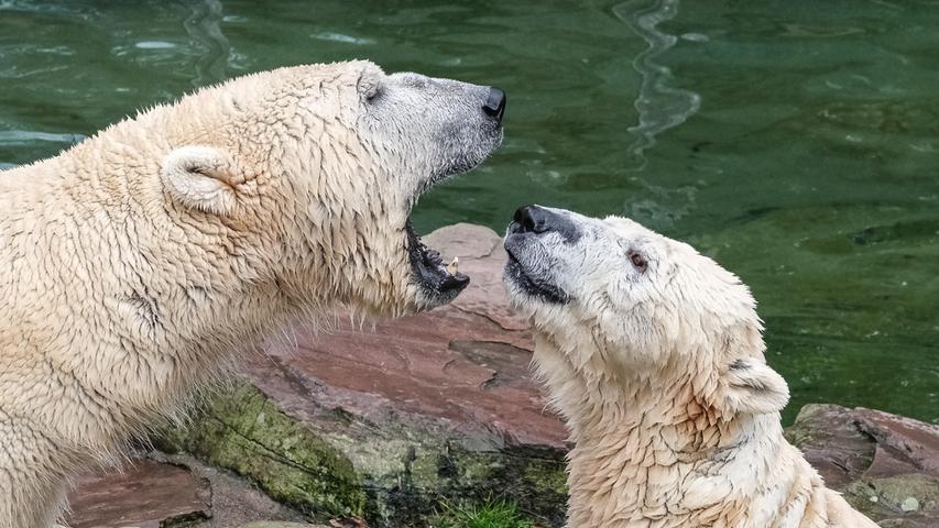 "Wenn Du groß bist, dann kannst Du auch so furchterregend brüllen" - die Eisbären Vera und Nanuq im Tiergarten.