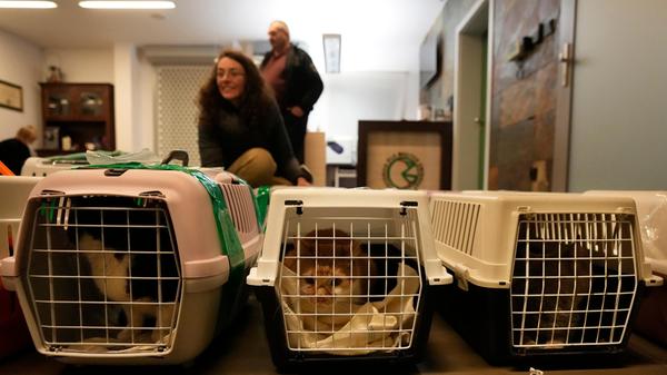 Ukraine-Konflikt - Tierrettung in Polen