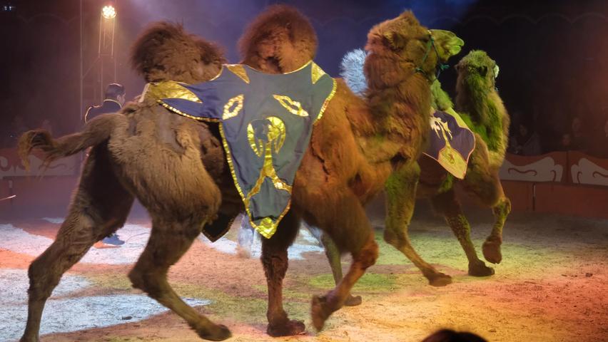 Die russische Kamel-Karawane trottet durch die Manege.