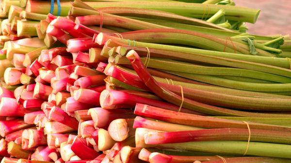 Aus dem geschützten, unbeheiztem Anbau: Rhabarber