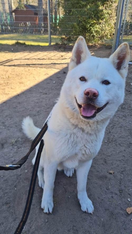 Für den vierjährigen Eiki (Rasse: Akita Inu) sucht das Tierheim einen ganz besonderen Platz. Denn der Rüde kennt nur Außenhaltung und hat noch nie im Haus gelebt. Er möchte auch nicht alleine sein – das tut er auch mit lautem Jaulen kund. Familienanschluss ist also unabdingbar, heißt es. Eiki fährt gern im Auto mit und kennt die Grundkommandos. „Natürlich wird Eiki nicht in Zwingerhaltung vermittelt, vielleicht wäre ein Zuhause etwas, in dem er selbst entscheiden kann, ob er innen oder außen ist“, sagen die Mitarbeiter. Da er einen starken Jagdtrieb habe und keine Katzen mag, wäre ein Bauernhof keine Option. Bei anderen Hunden entscheidet die Sympathie. Kinder sollten schon im Teenageralter sein; Eiki ist kein Anfängerhund.
Mehr Informationen gibt es beim Tierheim Nürnberg, Stadenstraße 90, 90491 Nürnberg, Telefon (0911) 919890.
Für den vierjährigen Eiki (Rasse: Akita Inu) sucht das Tierheim einen ganz besonderen Platz. Denn der Rüde kennt nur Außenhaltung und hat noch nie im Haus gelebt. Er möchte auch nicht alleine sein – das tut er auch mit lautem Jaulen kund. Familienanschluss ist also unabdingbar, heißt es. Eiki fährt gern im Auto mit und kennt die Grundkommandos. „Natürlich wird Eiki nicht in Zwingerhaltung vermittelt, vielleicht wäre ein Zuhause etwas, in dem er selbst entscheiden kann, ob er innen oder außen ist“, sagen die Mitarbeiter. Da er einen starken Jagdtrieb habe und keine Katzen mag, wäre ein Bauernhof keine Option. Bei anderen Hunden entscheidet die Sympathie. Kinder sollten schon im Teenageralter sein; Eiki ist kein Anfängerhund.
Mehr Informationen gibt es beim Tierheim Nürnberg, Stadenstraße 90, 90491 Nürnberg, Telefon (0911) 919890.