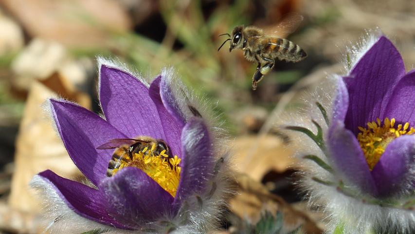Bei Troßalter (Birgland) blühen schon die Küchenschellen. Die Bienen freut es.
