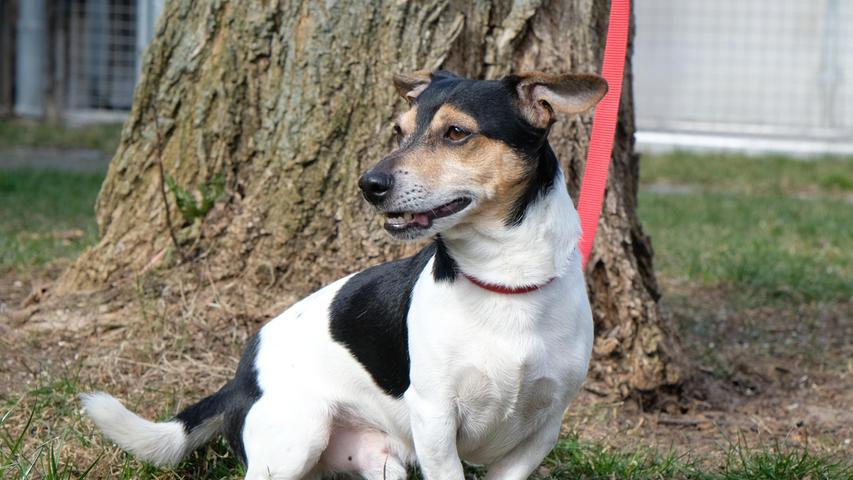 Der 2015 geborene Jack-Russel-Rüde „Mailo“ hat sein Zuhause verloren, da sein Besitzer ihn aus gesundheitlichen Gründen nicht mehr versorgen kann. Der verschmuste „Mailo“ ist mit seinen sieben Jahren noch topfit und bewegungsfreudig und er liebt es, seinem Ball hinterher zu flitzen. Deshalb sollte in seinem neuen Zuhause ein eingezäunter Garten vorhanden sein, damit „Mailo“ seinem Bewegungsdrang auch einmal ohne Leine frönen kann. Hat er sich einmal ausgetobt, genießt er seine Kuschel- und Streicheleinheiten sehr, dabei sitzt er bevorzugt auf dem Schoß seiner Bezugspersonen. „Mailo“ wurde als kinderlieb beschrieben, wobei die Kinder in einem Alter sein sollten, in dem man schon weiß, dass ein Hund auch einmal seine Ruhe haben möchte. Mit anderen Hunden hat „Mailo“ kein Problem, solange er nicht provoziert wird. In seinem künftigen Zuhause wäre er trotzdem gerne alleiniger Prinz. „Mailo“ kann zwei bis drei Stunden alleine bleiben, kennt das kleine Hunde-Einmaleins und geht brav an der Leine. Um die Ausbreitung der Pandemie nicht zu fördern und um unsere Mitarbeiter und Besucher zu schützen, wurde das Tierheim Neumarkt komplett für Besucher, Gassigeher und Katzenstreichler geschlossen. Um den Tieren jedoch nicht die Chance auf ein neues Zuhause zu verbauen, finden Tiervermittlung und Beratung dennoch telefonisch beziehungsweise nach vorheriger Terminvereinbarung zwischen 14.30 und 17 Uhr unter Telefon (0 91 81) 2 28 62 statt. In Notfällen und im Falle von Fundtieren ist das Tierheim ebenfalls unter dieser Telefonnummer erreichbar. Hier geht es zur Internet-Seite des Tierheims
Der 2015 geborene Jack-Russel-Rüde „Mailo“ hat sein Zuhause verloren, da sein Besitzer ihn aus gesundheitlichen Gründen nicht mehr versorgen kann. Der verschmuste „Mailo“ ist mit seinen sieben Jahren noch topfit und bewegungsfreudig und er liebt es, seinem Ball hinterher zu flitzen. Deshalb sollte in seinem neuen Zuhause ein eingezäunter Garten vorhanden sein, damit „Mailo“ seinem Bewegungsdrang auch einmal ohne Leine frönen kann. Hat er sich einmal ausgetobt, genießt er seine Kuschel- und Streicheleinheiten sehr, dabei sitzt er bevorzugt auf dem Schoß seiner Bezugspersonen. „Mailo“ wurde als kinderlieb beschrieben, wobei die Kinder in einem Alter sein sollten, in dem man schon weiß, dass ein Hund auch einmal seine Ruhe haben möchte. Mit anderen Hunden hat „Mailo“ kein Problem, solange er nicht provoziert wird. In seinem künftigen Zuhause wäre er trotzdem gerne alleiniger Prinz. „Mailo“ kann zwei bis drei Stunden alleine bleiben, kennt das kleine Hunde-Einmaleins und geht brav an der Leine. Um die Ausbreitung der Pandemie nicht zu fördern und um unsere Mitarbeiter und Besucher zu schützen, wurde das Tierheim Neumarkt komplett für Besucher, Gassigeher und Katzenstreichler geschlossen. Um den Tieren jedoch nicht die Chance auf ein neues Zuhause zu verbauen, finden Tiervermittlung und Beratung dennoch telefonisch beziehungsweise nach vorheriger Terminvereinbarung zwischen 14.30 und 17 Uhr unter Telefon (0 91 81) 2 28 62 statt. In Notfällen und im Falle von Fundtieren ist das Tierheim ebenfalls unter dieser Telefonnummer erreichbar. Hier geht es zur Internet-Seite des Tierheims
