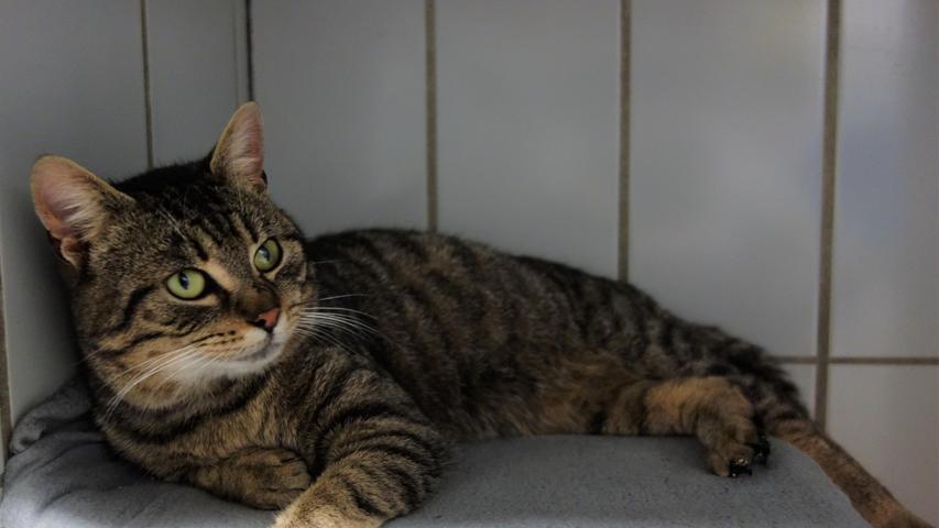 Der getigerte Kater „Micky“ kam als Fundtier ins Tierheim. Nachdem sich sein Besitzer nicht gemeldet und „Micky“ die für Fundtiere vorgeschriebene Wartezeit im Tierheim mittlerweile abgesessen hat, wird für ihn ein neues Zuhause gesucht. Der etwa zwei Jahre alte „Micky“ ist ein nettes, sehr menschenbezogenes, liebes Kerlchen und nach entsprechender Eingewöhnung möchte „Micky“ mit Sicherheit auch wieder Freigang in verkehrsarmer Gegend haben. „Micky“ kommt auch mit schon größeren, vernünftigen Kindern ab etwa zehn Jahre zurecht. Um die Ausbreitung der Pandemie nicht zu fördern und um unsere Mitarbeiter und Besucher zu schützen, wurde das Tierheim Neumarkt komplett für Besucher, Gassigeher und Katzenstreichler geschlossen. Um den Tieren jedoch nicht die Chance auf ein neues Zuhause zu verbauen, finden Tiervermittlung und Beratung dennoch telefonisch beziehungsweise nach vorheriger Terminvereinbarung zwischen 14.30 und 17 Uhr unter Telefon (0 91 81) 2 28 62 statt. In Notfällen und im Falle von Fundtieren ist das Tierheim ebenfalls unter dieser Telefonnummer erreichbar. Hier geht es zur Internet-Seite des Tierheims
Der getigerte Kater „Micky“ kam als Fundtier ins Tierheim. Nachdem sich sein Besitzer nicht gemeldet und „Micky“ die für Fundtiere vorgeschriebene Wartezeit im Tierheim mittlerweile abgesessen hat, wird für ihn ein neues Zuhause gesucht. Der etwa zwei Jahre alte „Micky“ ist ein nettes, sehr menschenbezogenes, liebes Kerlchen und nach entsprechender Eingewöhnung möchte „Micky“ mit Sicherheit auch wieder Freigang in verkehrsarmer Gegend haben. „Micky“ kommt auch mit schon größeren, vernünftigen Kindern ab etwa zehn Jahre zurecht. Um die Ausbreitung der Pandemie nicht zu fördern und um unsere Mitarbeiter und Besucher zu schützen, wurde das Tierheim Neumarkt komplett für Besucher, Gassigeher und Katzenstreichler geschlossen. Um den Tieren jedoch nicht die Chance auf ein neues Zuhause zu verbauen, finden Tiervermittlung und Beratung dennoch telefonisch beziehungsweise nach vorheriger Terminvereinbarung zwischen 14.30 und 17 Uhr unter Telefon (0 91 81) 2 28 62 statt. In Notfällen und im Falle von Fundtieren ist das Tierheim ebenfalls unter dieser Telefonnummer erreichbar. Hier geht es zur Internet-Seite des Tierheims
