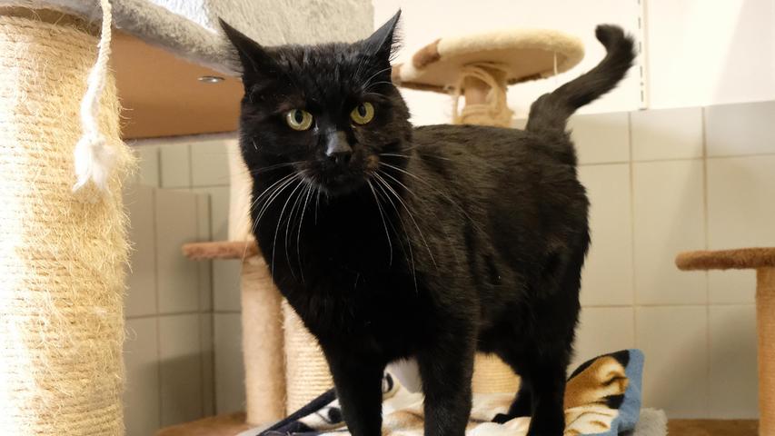 Ein neues Zuhause wünscht sich auch der schwarze Kater „Lucky“. Der jetzt fünf Jahre alte „Lucky“ wurde gemeinsam mit einem älteren Kater ins Tierheim abgegeben. Doch die Bedürfnisse des Katerseniors und die des noch wesentlich jüngeren Katers „Lucky“ waren so unterschiedlich, dass bei einer gemeinsamen Vermittlung einer der beiden immer zu kurz gekommen wäre, zumal die beiden Kater auch nicht mehr sehr aneinander hingen. Das neue Zuhause von „Lucky“ sollte idealerweise ein verkehrsberuhigt gelegenes Häuschen mit Garten sein, denn „Lucky“ ist begeisterter Freigänger, er ist auch noch sehr verspielt. Wer sich für ihn interessiert, sollte Katzenerfahrung haben, um die Körpersignale einer Katze richtig deuten zu können. Für kleinere Kinder ist der hübsche Kater wegen seiner manchmal etwas rustikalen Art zu spielen eher nicht geeignet. Um die Ausbreitung der Pandemie nicht zu fördern und um unsere Mitarbeiter und Besucher zu schützen, wurde das Tierheim Neumarkt komplett für Besucher, Gassigeher und Katzenstreichler geschlossen. Um den Tieren jedoch nicht die Chance auf ein neues Zuhause zu verbauen, finden Tiervermittlung und Beratung dennoch telefonisch beziehungsweise nach vorheriger Terminvereinbarung zwischen 14.30 und 17 Uhr unter Telefon (0 91 81) 2 28 62 statt. In Notfällen und im Falle von Fundtieren ist das Tierheim ebenfalls unter dieser Telefonnummer erreichbar. Hier geht es zur Internet-Seite des Tierheims
Ein neues Zuhause wünscht sich auch der schwarze Kater „Lucky“. Der jetzt fünf Jahre alte „Lucky“ wurde gemeinsam mit einem älteren Kater ins Tierheim abgegeben. Doch die Bedürfnisse des Katerseniors und die des noch wesentlich jüngeren Katers „Lucky“ waren so unterschiedlich, dass bei einer gemeinsamen Vermittlung einer der beiden immer zu kurz gekommen wäre, zumal die beiden Kater auch nicht mehr sehr aneinander hingen. Das neue Zuhause von „Lucky“ sollte idealerweise ein verkehrsberuhigt gelegenes Häuschen mit Garten sein, denn „Lucky“ ist begeisterter Freigänger, er ist auch noch sehr verspielt. Wer sich für ihn interessiert, sollte Katzenerfahrung haben, um die Körpersignale einer Katze richtig deuten zu können. Für kleinere Kinder ist der hübsche Kater wegen seiner manchmal etwas rustikalen Art zu spielen eher nicht geeignet. Um die Ausbreitung der Pandemie nicht zu fördern und um unsere Mitarbeiter und Besucher zu schützen, wurde das Tierheim Neumarkt komplett für Besucher, Gassigeher und Katzenstreichler geschlossen. Um den Tieren jedoch nicht die Chance auf ein neues Zuhause zu verbauen, finden Tiervermittlung und Beratung dennoch telefonisch beziehungsweise nach vorheriger Terminvereinbarung zwischen 14.30 und 17 Uhr unter Telefon (0 91 81) 2 28 62 statt. In Notfällen und im Falle von Fundtieren ist das Tierheim ebenfalls unter dieser Telefonnummer erreichbar. Hier geht es zur Internet-Seite des Tierheims