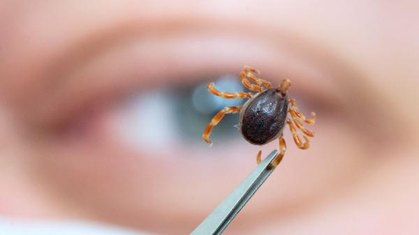 Zecken können schon bei einer Außentemperatur von etwa sieben bis neun Grad Celsius aktiv werden. Solche Temperaturen werden selbst im Winter auf sonnenbeschienenen und windgeschützten Stellen tagsüber erreicht.