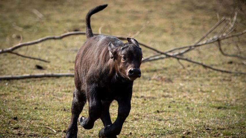 Gleich drei Jungen kamen nun im Tiergarten zur Welt: auch dieser kleine Kaffernbüffel.
