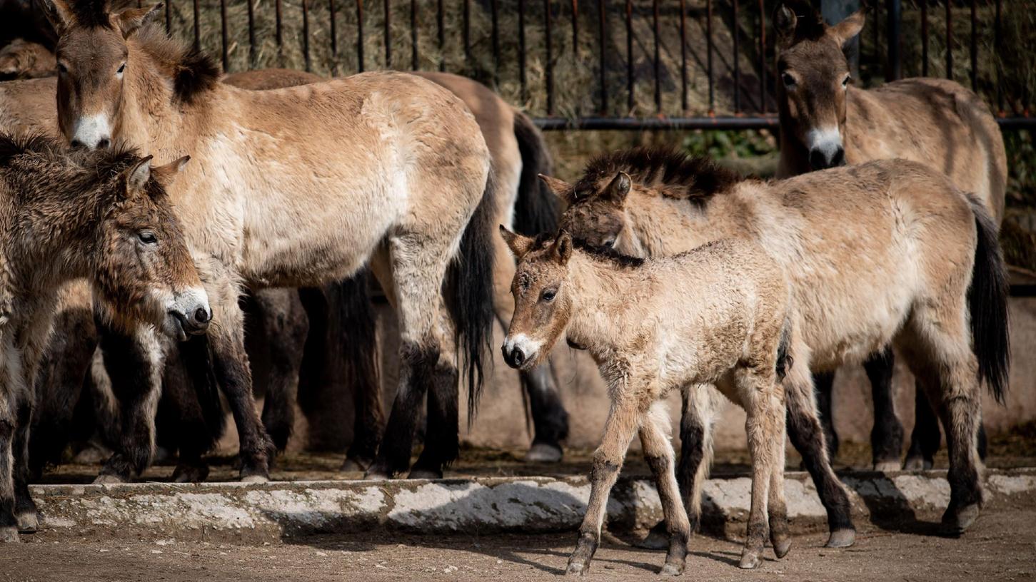 Die Przewalski-Pferde sind etwas ganz Besonderes - und der kleine drollig.
