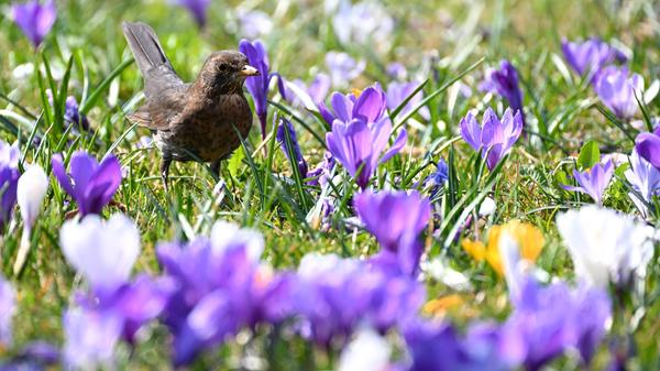 Ein wenig Trost: Die Krokusse blühen. In finsteren Zeiten schien zuletzt immerhin die Sonne oft. Und am 20. März ist Frühlingsanfang.