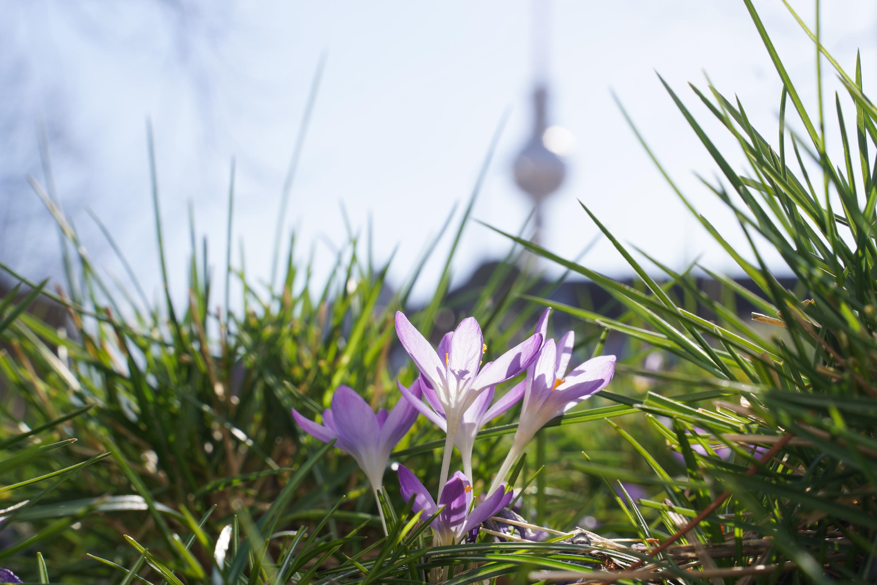 Endlich Frühling – Bis zu 18 Grad in der kommenden Woche – Region