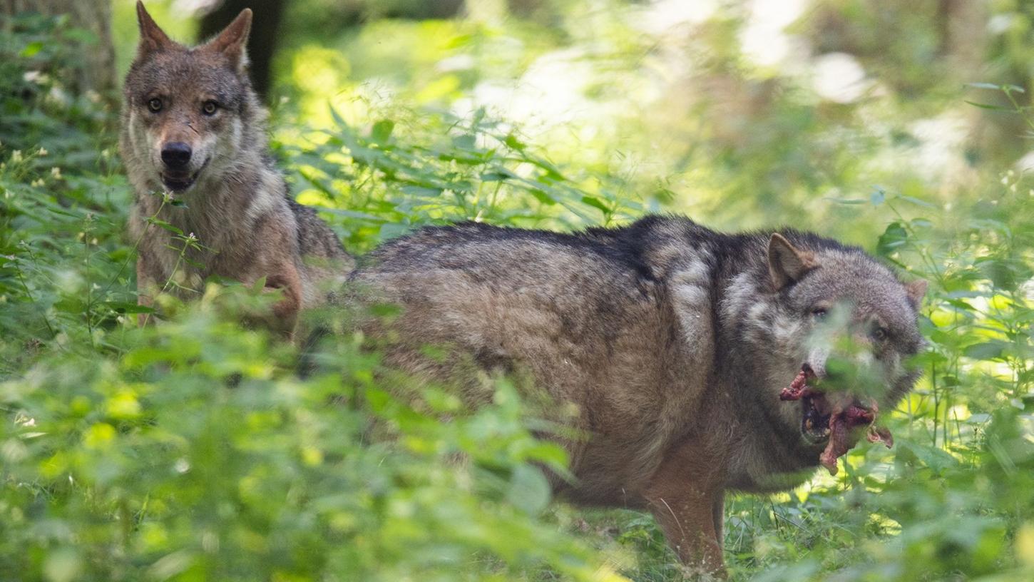Im Veldensteiner Forst lebt ein Rudel: Wölfe sind auch in Franken und der Oberpfalz auf dem Vormarsch. 