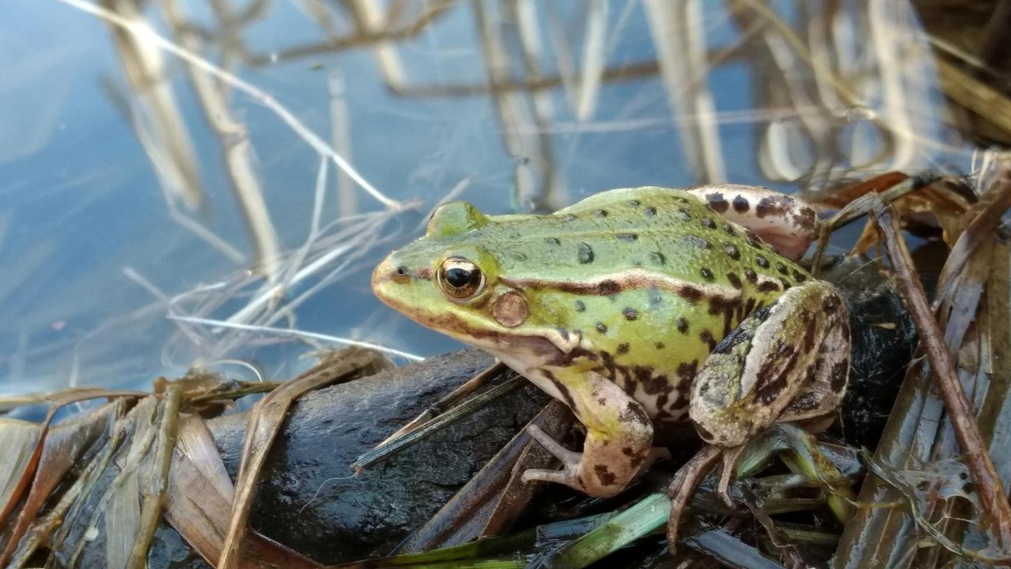 Frösche (im Bild), aber auch Erdkröten, Berg-, Teich- oder Kammmolche, würden ohne die Schutzzäune den Weg zu ihren angestammten Laichgewässern nicht überleben.