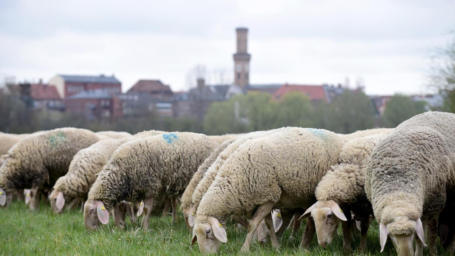 Schafe wollen ebenfalls nicht von freilaufenden Hunden aufgeschreckt werden. Das kann die Tiere gefährden.