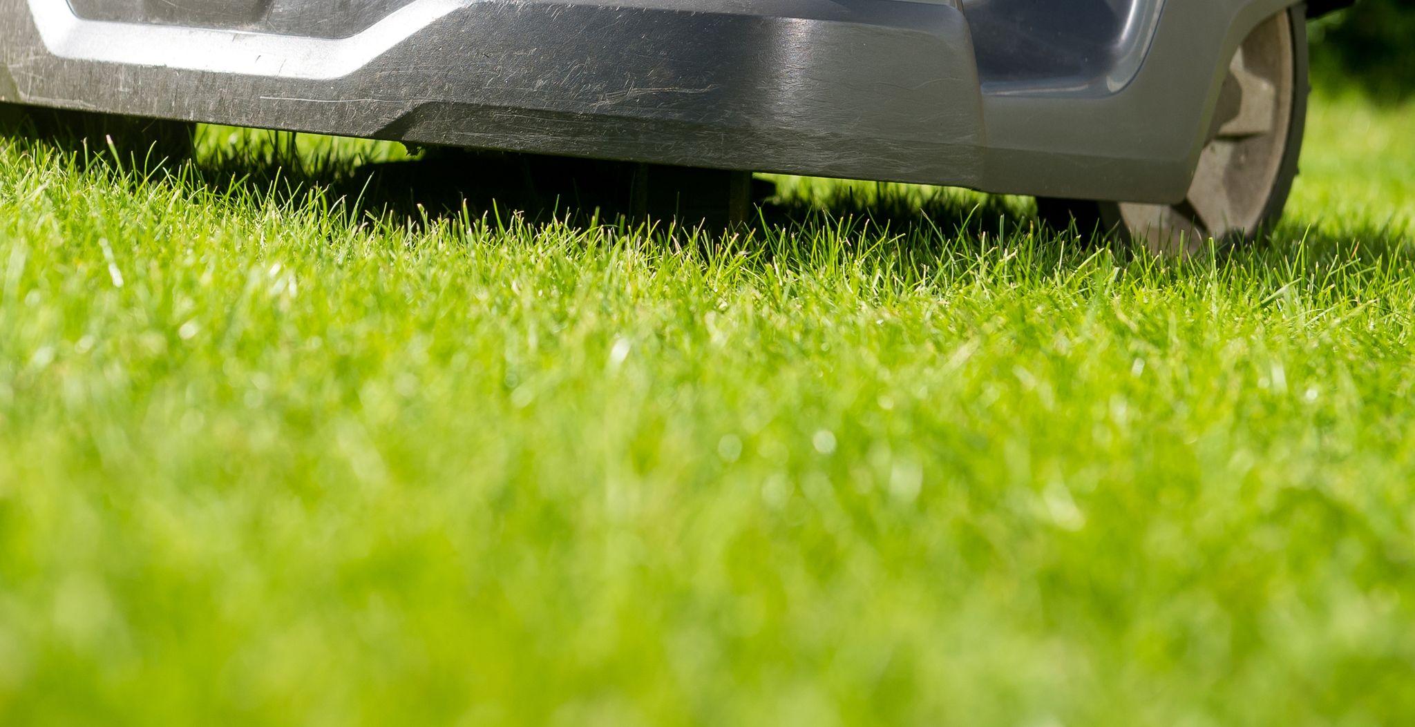 Rasen mähen Wann und wie oft ist es sinnvoll?