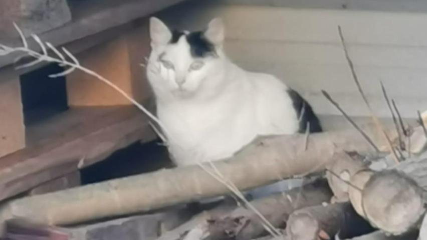 Für Katzen wie diese sucht der Verein "Schutzengel für alle Felle" Pflegestellen. Für Katzen wie diese sucht der Verein "Schutzengel für alle Felle" Pflegestellen.