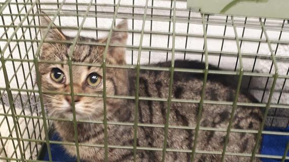 Überforderter "Schutzengel": Verwilderte Katzen suchen Pflegefamilien