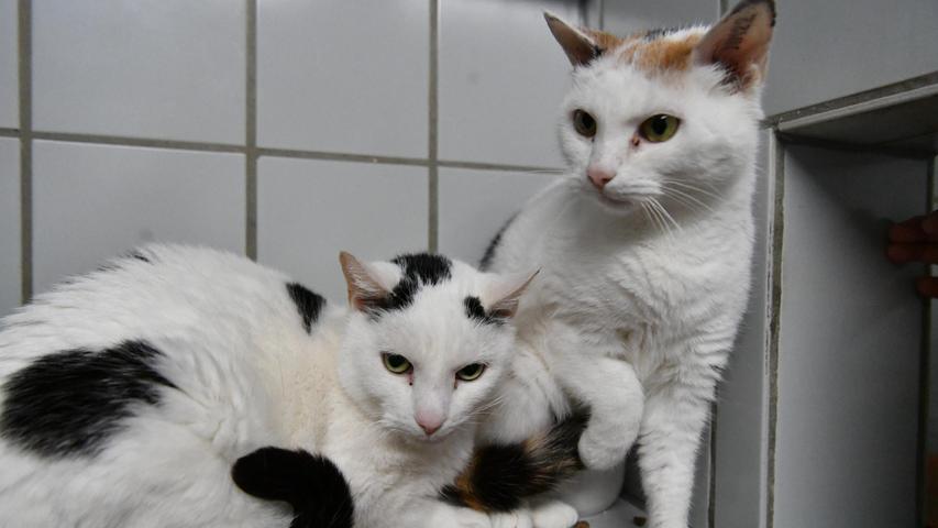 Auch das Katzenpärchen „Susi“ und „Strolchi“ wurde durch den Tod des Besitzers heimatlos und beide fanden, zusammen mit fünf weiteren Katzen aus diesem Haushalt, erst einmal Aufnahme im Tierheim Neumarkt. Von dort aus ist der Start in ein neues, besseres Leben geplant. Die dreifarbige „Susi“ und der schwarz-weiße „Strolchi“ sind zutraulich, sie sind etwa neun bis zehn Jahre alt und nachdem beide immer zusammen waren und als Wohnungskatzen gehalten wurden, sollen beide auch wieder ein gemeinsames Zuhause in einer geräumigen Wohnung bekommen. Ein gesicherter Balkon, der den Katzen die Möglichkeit bietet, auch ein wenig in der Sonne zu sitzen, würde den beiden sicher sehr gefallen. Um die Ausbreitung der Pandemie nicht zu fördern und um unsere Mitarbeiter und Besucher zu schützen, wurde das Tierheim Neumarkt komplett für Besucher, Gassigeher und Katzenstreichler geschlossen. Um den Tieren jedoch nicht die Chance auf ein neues Zuhause zu verbauen, finden Tiervermittlung und Beratung dennoch telefonisch beziehungsweise nach vorheriger Terminvereinbarung zwischen 14.30 und 17 Uhr unter Telefon (0 91 81) 2 28 62 statt. In Notfällen und im Falle von Fundtieren ist das Tierheim ebenfalls unter dieser Telefonnummer erreichbar. Hier geht es zur Internet-Seite des Tierheims
Auch das Katzenpärchen „Susi“ und „Strolchi“ wurde durch den Tod des Besitzers heimatlos und beide fanden, zusammen mit fünf weiteren Katzen aus diesem Haushalt, erst einmal Aufnahme im Tierheim Neumarkt. Von dort aus ist der Start in ein neues, besseres Leben geplant. Die dreifarbige „Susi“ und der schwarz-weiße „Strolchi“ sind zutraulich, sie sind etwa neun bis zehn Jahre alt und nachdem beide immer zusammen waren und als Wohnungskatzen gehalten wurden, sollen beide auch wieder ein gemeinsames Zuhause in einer geräumigen Wohnung bekommen. Ein gesicherter Balkon, der den Katzen die Möglichkeit bietet, auch ein wenig in der Sonne zu sitzen, würde den beiden sicher sehr gefallen. Um die Ausbreitung der Pandemie nicht zu fördern und um unsere Mitarbeiter und Besucher zu schützen, wurde das Tierheim Neumarkt komplett für Besucher, Gassigeher und Katzenstreichler geschlossen. Um den Tieren jedoch nicht die Chance auf ein neues Zuhause zu verbauen, finden Tiervermittlung und Beratung dennoch telefonisch beziehungsweise nach vorheriger Terminvereinbarung zwischen 14.30 und 17 Uhr unter Telefon (0 91 81) 2 28 62 statt. In Notfällen und im Falle von Fundtieren ist das Tierheim ebenfalls unter dieser Telefonnummer erreichbar. Hier geht es zur Internet-Seite des Tierheims