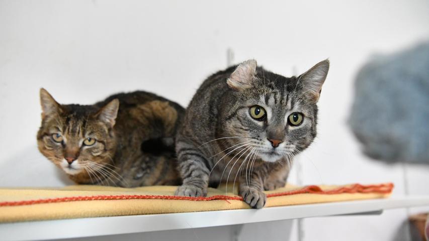 Die zwei getigerten Katerbrüder „Simon“ und „Tyson“ haben eine harte Zeit hinter sich. Zuerst wurde das Frauchen krank, dann durften sie wegen der Chemotherapie der Besitzerin nicht mehr ins Haus und als letztlich die Besitzerin starb, durften die beiden Kater erst recht nicht mehr ins Haus. Sie wurden gerade noch so gefüttert, ansonsten mussten sie, zusammen mit einer schon sehr alten, kranken, 16 Jahre alten Katzenomi, im Schuppen draußen leben, auch im Winter. „Simon“ und „Tyson“ sind zehn Jahre alt und nachdem sie sehr aneinander hängen, wird für die beiden zutraulichen und menschenbezogenen Kater ein neues, gemeinsames Zuhause gesucht bei netten Menschen, die den beiden noch einige schöne, glückliche Jahre bereiten wollen. Ein Häuschen mit Garten, verkehrsberuhigt gelegen, gerne ländlich, bei Menschen, die auch Zeit für die beiden Kater haben – das wäre der Herzenswunsch für die beiden Unglücksraben. Um die Ausbreitung der Pandemie nicht zu fördern und um unsere Mitarbeiter und Besucher zu schützen, wurde das Tierheim Neumarkt komplett für Besucher, Gassigeher und Katzenstreichler geschlossen. Um den Tieren jedoch nicht die Chance auf ein neues Zuhause zu verbauen, finden Tiervermittlung und Beratung dennoch telefonisch beziehungsweise nach vorheriger Terminvereinbarung zwischen 14.30 und 17 Uhr unter Telefon (0 91 81) 2 28 62 statt. In Notfällen und im Falle von Fundtieren ist das Tierheim ebenfalls unter dieser Telefonnummer erreichbar. Hier geht es zur Internet-Seite des Tierheims
Die zwei getigerten Katerbrüder „Simon“ und „Tyson“ haben eine harte Zeit hinter sich. Zuerst wurde das Frauchen krank, dann durften sie wegen der Chemotherapie der Besitzerin nicht mehr ins Haus und als letztlich die Besitzerin starb, durften die beiden Kater erst recht nicht mehr ins Haus. Sie wurden gerade noch so gefüttert, ansonsten mussten sie, zusammen mit einer schon sehr alten, kranken, 16 Jahre alten Katzenomi, im Schuppen draußen leben, auch im Winter. „Simon“ und „Tyson“ sind zehn Jahre alt und nachdem sie sehr aneinander hängen, wird für die beiden zutraulichen und menschenbezogenen Kater ein neues, gemeinsames Zuhause gesucht bei netten Menschen, die den beiden noch einige schöne, glückliche Jahre bereiten wollen. Ein Häuschen mit Garten, verkehrsberuhigt gelegen, gerne ländlich, bei Menschen, die auch Zeit für die beiden Kater haben – das wäre der Herzenswunsch für die beiden Unglücksraben. Um die Ausbreitung der Pandemie nicht zu fördern und um unsere Mitarbeiter und Besucher zu schützen, wurde das Tierheim Neumarkt komplett für Besucher, Gassigeher und Katzenstreichler geschlossen. Um den Tieren jedoch nicht die Chance auf ein neues Zuhause zu verbauen, finden Tiervermittlung und Beratung dennoch telefonisch beziehungsweise nach vorheriger Terminvereinbarung zwischen 14.30 und 17 Uhr unter Telefon (0 91 81) 2 28 62 statt. In Notfällen und im Falle von Fundtieren ist das Tierheim ebenfalls unter dieser Telefonnummer erreichbar. Hier geht es zur Internet-Seite des Tierheims