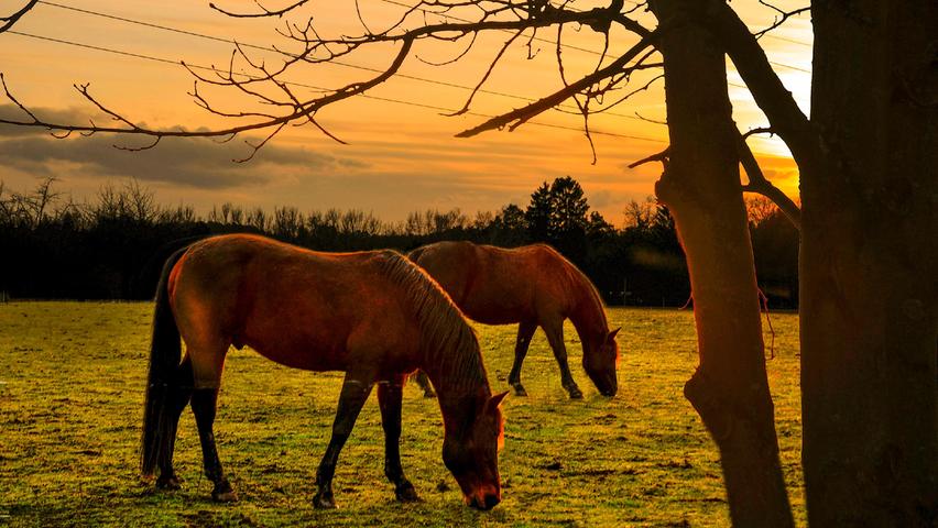 Romantik pur: Grasende Pferde in der Katzwanger Abendsonne.
