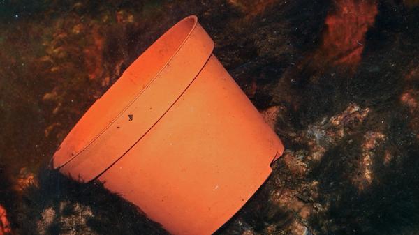 In die Gelbe Tonne gehören ausschließlich restentleerte Verpackungen, die nicht aus Papier oder Glas sind. Blumentöpfe, die zusammen mit den Pflanzen gekauft wurden, gelten als Verpackungen und dürfen in die Gelbe Tonne. Produkte wie Topfuntersetzer aus Plastik oder alte Plastik-Gieskannen bitte beim Wertstoffhoff abgeben oder im Restmüll entsorgen.