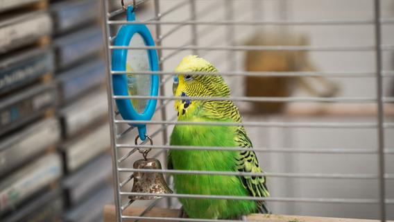Warum Spiegel im Vogelkäfig problematisch sind