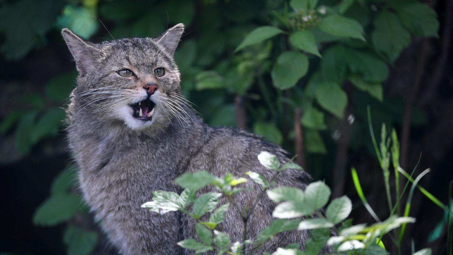 Die Wildkatze gilt in Europa als streng geschützt Art und steht bundesweit unter Beobachtung. Die Wildkatze gilt in Europa als streng geschützt Art und steht bundesweit unter Beobachtung.