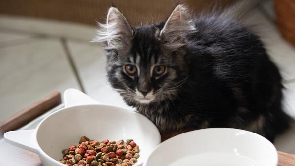 Auch Fressnäpfe können im Geschirrspüler gereinigt werden. Aus hygienischen Gründen sollte man diese jedoch getrennt vom eigenen dreckigen Geschirr waschen.