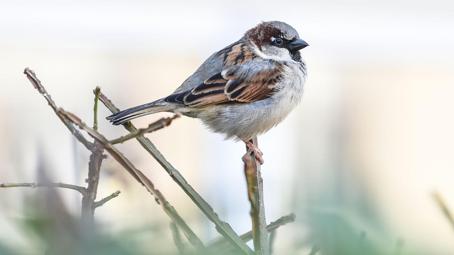Bund Naturschutz hat Hotline für Vogelstimmen eingerichtet Bund Naturschutz hat Hotline für Vogelstimmen eingerichtet
