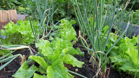 Gartenarbeit: Welche Pflanzen sich im Gemüsebeet gegenseitig unterstützen