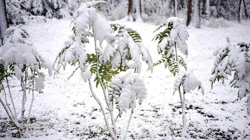 Unverhofftes Schneevergnügen im Fürther Stadtpark