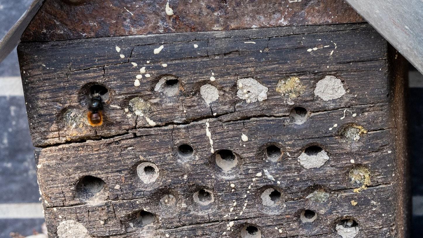 Aus einem Bienenhotel schlüpft eine Gehörnte Mauerbiene (Osmia cornuta). Diese Wildbiene gehört zu den Arten, die sich an das Leben in Siedlungen angepasst haben.