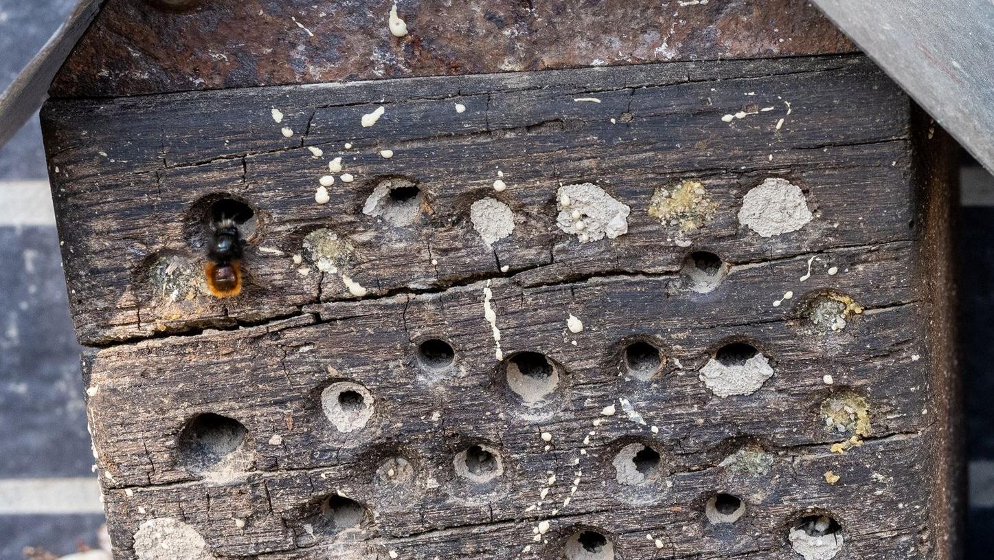 Aus einem Bienenhotel schlüpft eine Gehörnte Mauerbiene (Osmia cornuta). Diese Wildbiene gehört zu den Arten, die sich an das Leben in Siedlungen angepasst haben. Aus einem Bienenhotel schlüpft eine Gehörnte Mauerbiene (Osmia cornuta). Diese Wildbiene gehört zu den Arten, die sich an das Leben in Siedlungen angepasst haben.