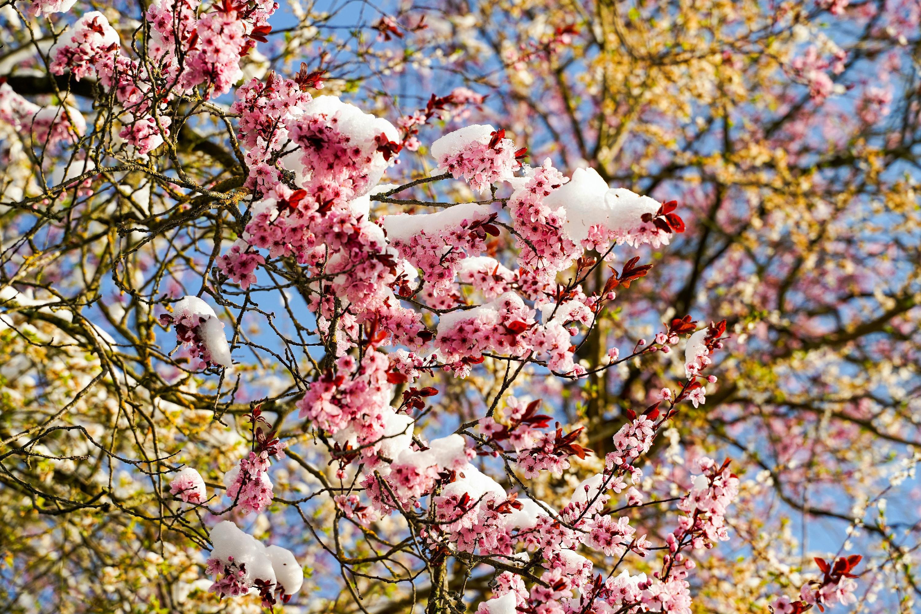 Die Blüten hat es beim unerwarteten Wintereinbruch eiskalt erwischt. Ob die Sonne noch was retten kann?