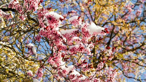 Die Blüten hat es beim unerwarteten Wintereinbruch eiskalt erwischt. Ob die Sonne noch was retten kann?