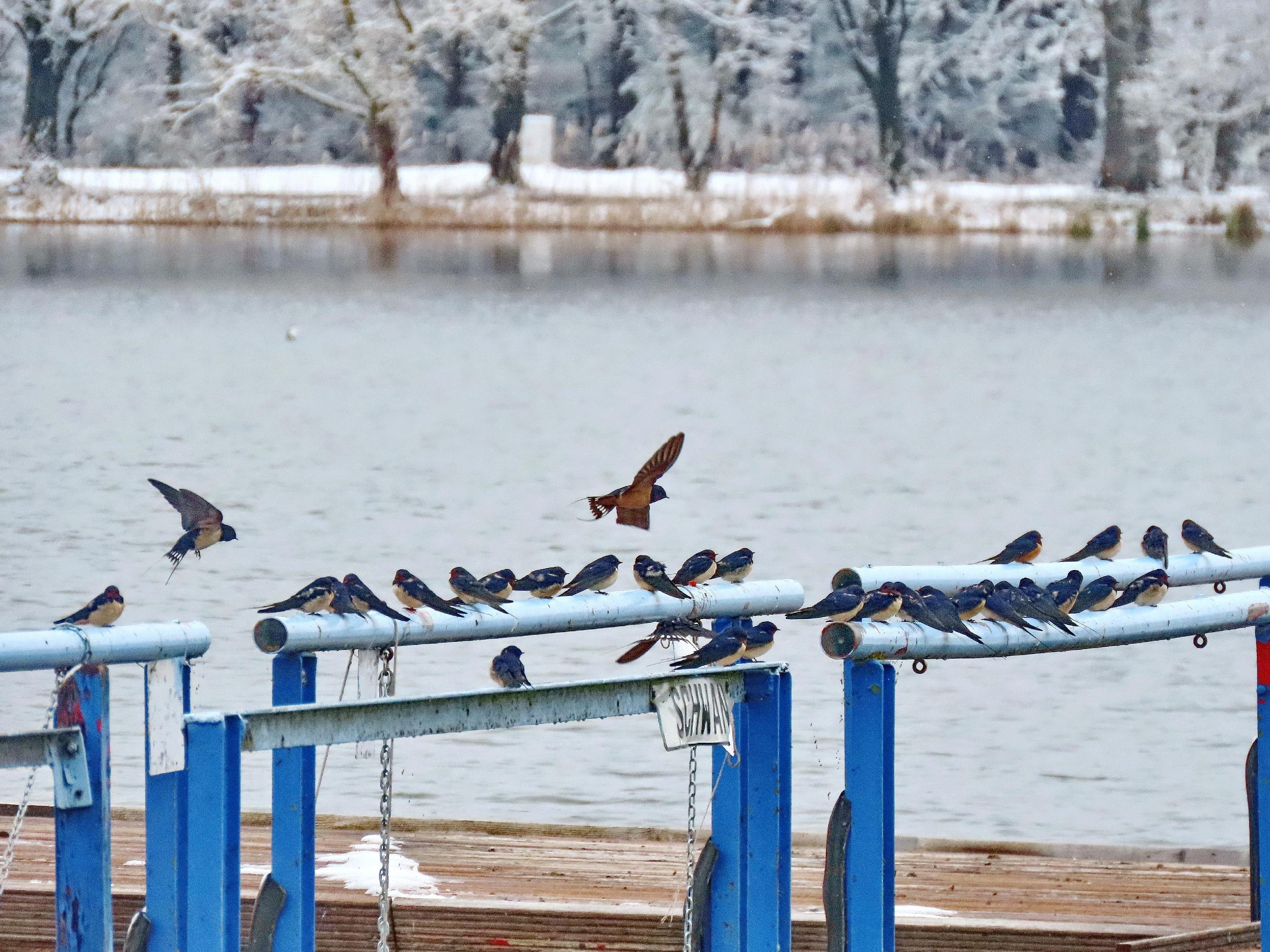 Eine Schwalbe macht noch keinen Sommer - aber die vielen Rauchschwalben am Dechsendorfer Weiher haben nach dem Schnee wenigstens den Frühling zurückgeholt.