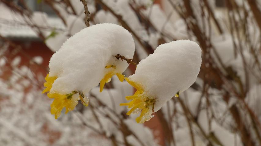 Winter im Frühling: Ob das Schneemützchen gegen die Kälte hilft?