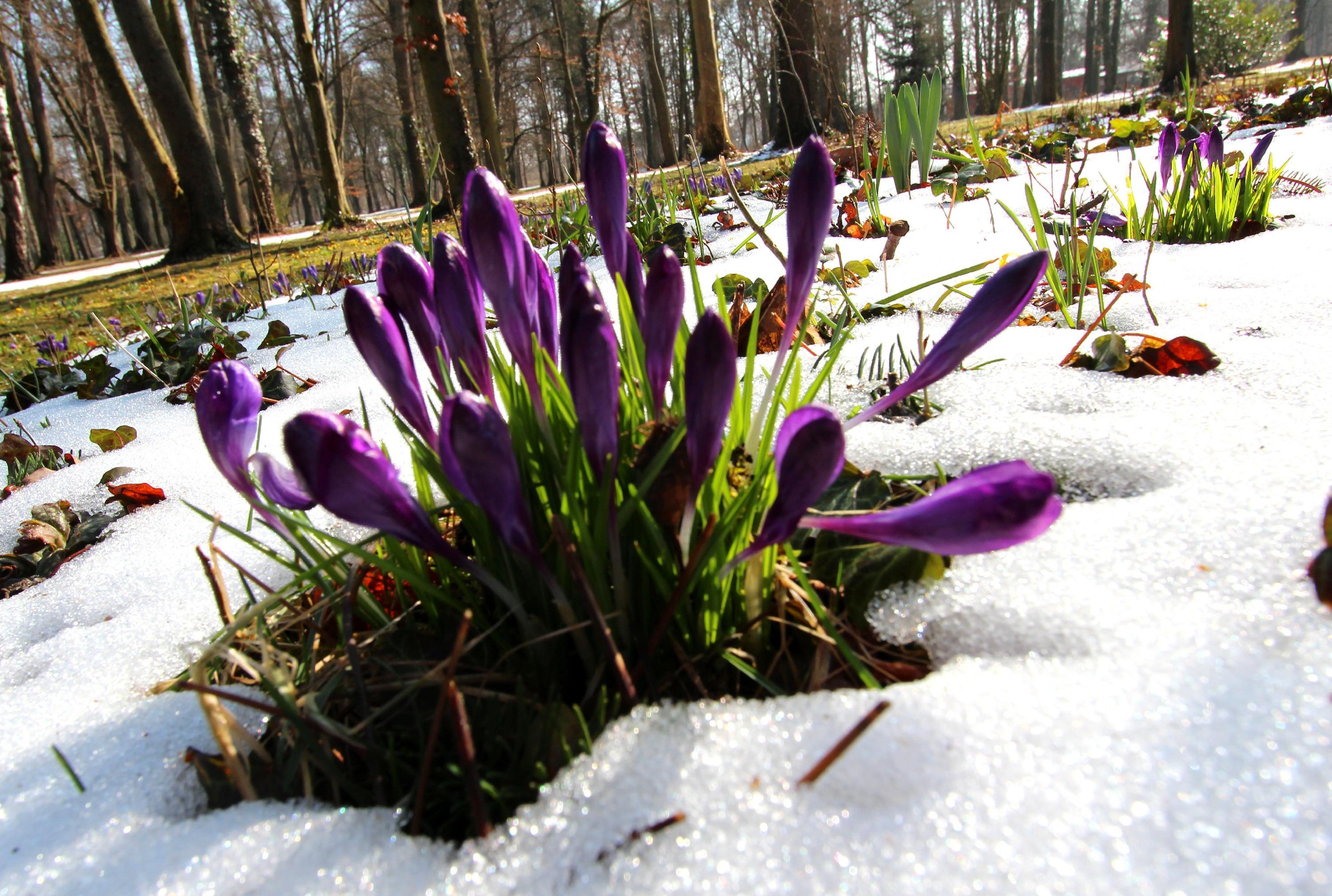 Sonne nach dem Schnee: Auch wenn der Winter nochmals zugeschlagen hat, gewinnt doch der Frühling. Eingeschneite Krokusse im Schwabacher Stadtpark.