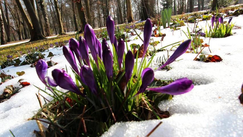 Sonne nach dem Schnee: Auch wenn der Winter nochmals zugeschlagen hat, gewinnt doch der Frühling. Eingeschneite Krokusse im Schwabacher Stadtpark.
