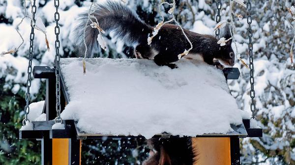 Das Futterhaus war noch einmal sehr gefragt - auch die Eichhörnchen ließen sich nicht zweimal bitten.