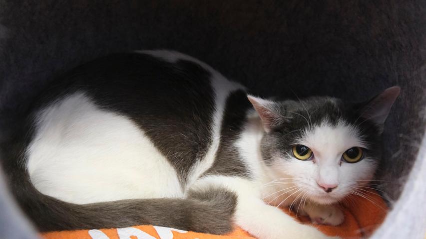 Ob auch das Katzenpärchen „Fanny“ und „Fridolin“ dieses Glück haben wird, darf fast bezweifelt werden, denn die beiden Katzen, die aus einem Animal-Hoarding-Fall stammen, sind noch ziemlich ängstlich. In ihrem vorherigen Leben hatten sie keinen näheren Kontakt zu Menschen, so dass sie es nicht gewöhnt sind, gestreichelt oder gar hochgehoben zu werden. „Fanny“ und „Fridolin“ sind aber gerade mal ein Jahr alt und damit noch jung genug, Menschen ihr Vertrauen zu schenken. In einem ruhigen Haushalt sollte ihnen viel Geduld und Verständnis entgegengebracht werden. Nachdem „Fanny“ und „Fridolin“ bisher nur in Wohnungshaltung lebten und Freigang nicht kennen, sollten sie auch wieder ein Zuhause in einer geräumigen Wohnung bekommen. Das Tierheim Neumarkt ist trotz der erfolgten Lockerungen noch immer bis auf Weiteres für Besucher, Gassigeher und Katzenstreichler geschlossen. Besuche und Tiervermittlungen können nur nach vorheriger telefonischer Terminvereinbarung stattfinden. Das Büro ist täglich (außer an Sonn- und Feiertagen) von 14.30 bis 17 Uhr unter der Telefonnummer (0 91 81) 2 28 62 erreichbar. In Notfällen und im Falle von Fundtieren ist das Tierheim ebenfalls unter dieser Telefonnummer erreichbar. Hier geht es zur Internet-Seite des Tierheims
Ob auch das Katzenpärchen „Fanny“ und „Fridolin“ dieses Glück haben wird, darf fast bezweifelt werden, denn die beiden Katzen, die aus einem Animal-Hoarding-Fall stammen, sind noch ziemlich ängstlich. In ihrem vorherigen Leben hatten sie keinen näheren Kontakt zu Menschen, so dass sie es nicht gewöhnt sind, gestreichelt oder gar hochgehoben zu werden. „Fanny“ und „Fridolin“ sind aber gerade mal ein Jahr alt und damit noch jung genug, Menschen ihr Vertrauen zu schenken. In einem ruhigen Haushalt sollte ihnen viel Geduld und Verständnis entgegengebracht werden. Nachdem „Fanny“ und „Fridolin“ bisher nur in Wohnungshaltung lebten und Freigang nicht kennen, sollten sie auch wieder ein Zuhause in einer geräumigen Wohnung bekommen. Das Tierheim Neumarkt ist trotz der erfolgten Lockerungen noch immer bis auf Weiteres für Besucher, Gassigeher und Katzenstreichler geschlossen. Besuche und Tiervermittlungen können nur nach vorheriger telefonischer Terminvereinbarung stattfinden. Das Büro ist täglich (außer an Sonn- und Feiertagen) von 14.30 bis 17 Uhr unter der Telefonnummer (0 91 81) 2 28 62 erreichbar. In Notfällen und im Falle von Fundtieren ist das Tierheim ebenfalls unter dieser Telefonnummer erreichbar. Hier geht es zur Internet-Seite des Tierheims